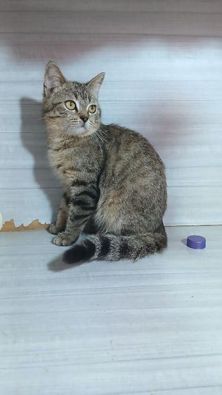 แมวสก้อตติช เพศผู้ ลดประชากรอายุ7เดือน รับประกันเอดส์แมวกับรูคีเมียคะ รูปที่ 4