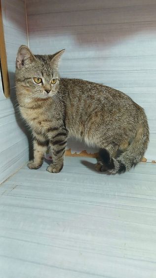 แมวสก้อตติช เพศผู้ ลดประชากรอายุ7เดือน รับประกันเอดส์แมวกับรูคีเมียคะ รูปที่ 9