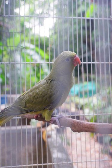 ริงเน็ค สีเกรย์กรีน สปริทเลสวิง-ชินนาม่อนพอสบลู รูปที่ 2