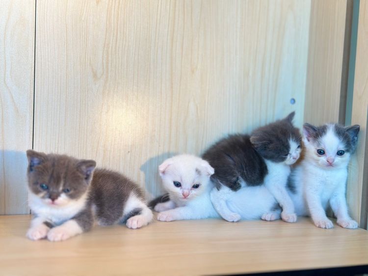 แมวสก็อตติชแท้ ✅ รูปที่ 7