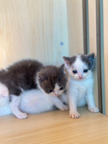 แมวสก็อตติชแท้ ✅ รูปที่ 8