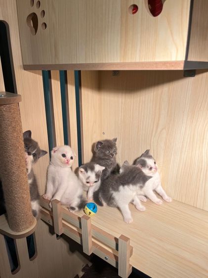 แมวสก็อตติชแท้ ✅ รูปที่ 3