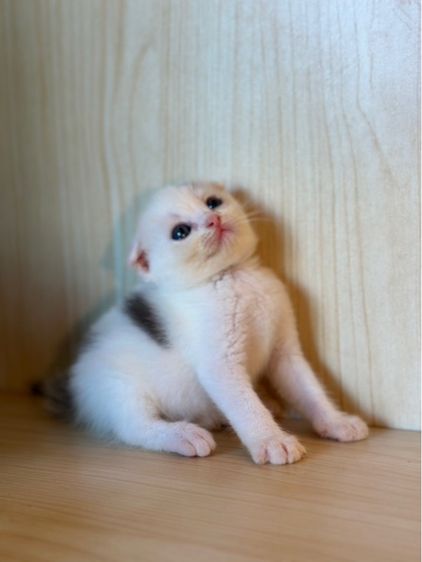 แมวสก็อตติชแท้ ✅ รูปที่ 4