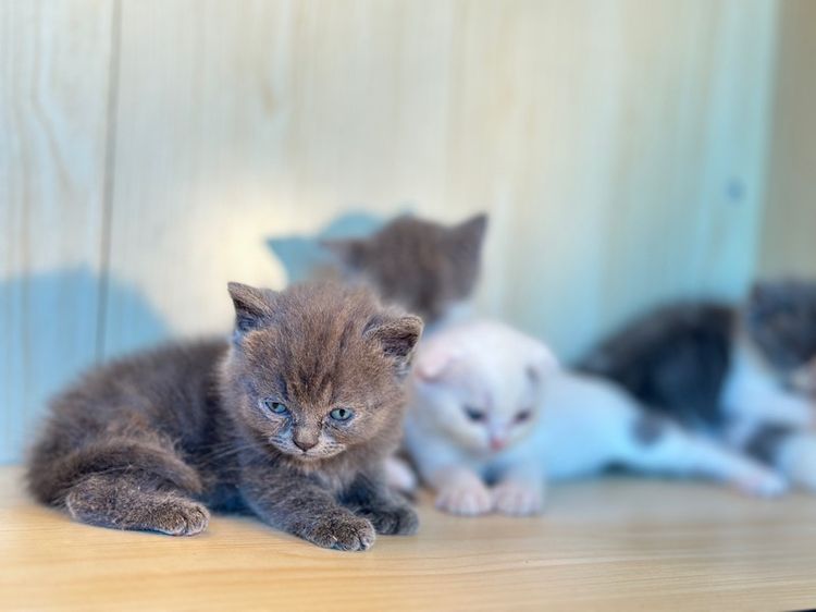 แมวสก็อตติชแท้ ✅ รูปที่ 5