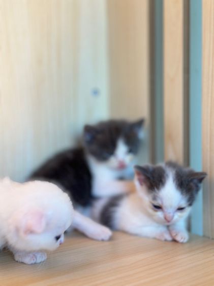 แมวสก็อตติชแท้ ✅ รูปที่ 6