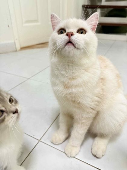 แมวผสม รูปที่ 3