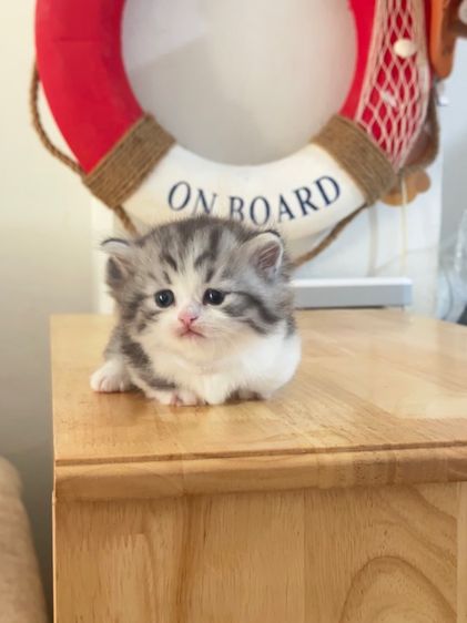 แมวมันช์กิ้น Munchkin ( Male )