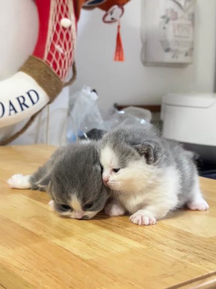 แมวมันช์กิ้น  Munchkin ( Male and Female ) รูปที่ 8