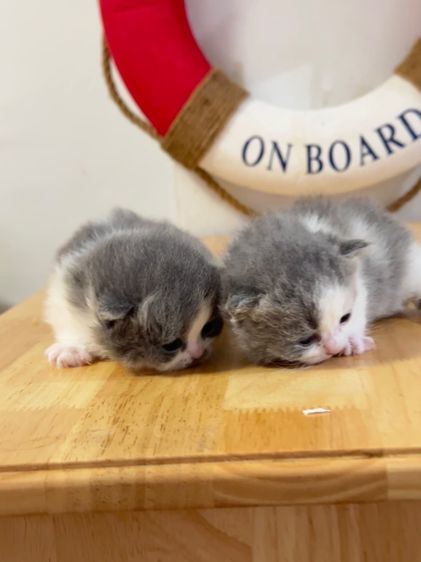 แมวมันช์กิ้น  Munchkin ( Male and Female ) รูปที่ 6