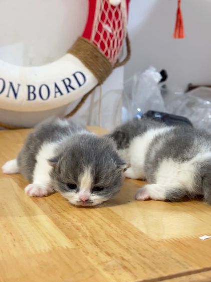 แมวมันช์กิ้น  Munchkin ( Male and Female ) รูปที่ 11