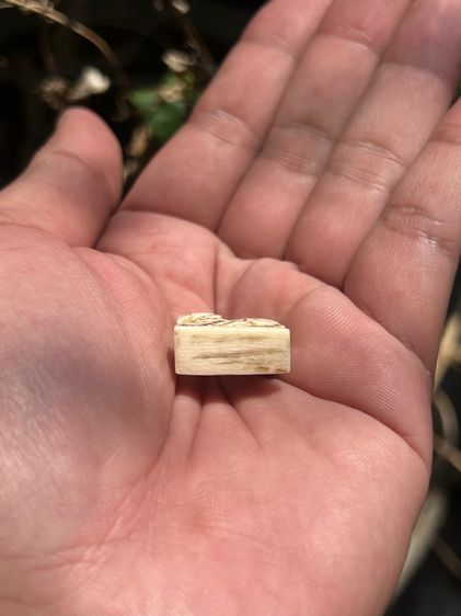 สิงห์สามขวัญ(มีสินค้าหลายรายการกดเข้ามาดูในโปรไฟล์ได้เลยครับ) รูปที่ 8