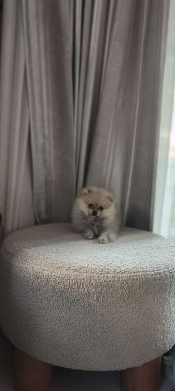 น้องปอมเมอเรเนียน เพศชายหาบ้าน อายุ2เดือนกว่า ขนแน่น รูปที่ 3