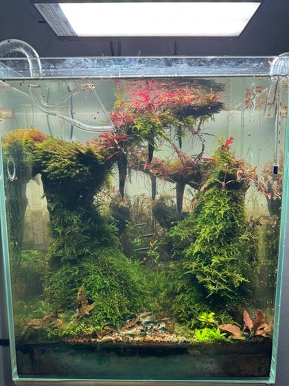 อุปกรณ์ตู้ปลา ตู้ปลาพร้อมเลี้ยง