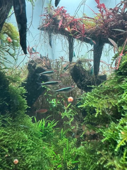 ตู้ปลาพร้อมเลี้ยง รูปที่ 2