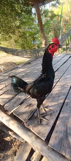 ไก่พม่า