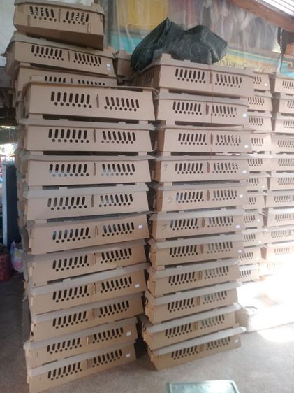 กล่องลูกไก่ ลังกระดาษใส่ลูกเป็ด ลูกไก่ นกกระทา มือสอง สภาพเหมือนใหม่ใช้งานครั้งเดียว รูปที่ 2