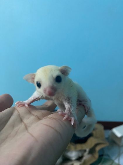 ชูก้า รูปที่ 5