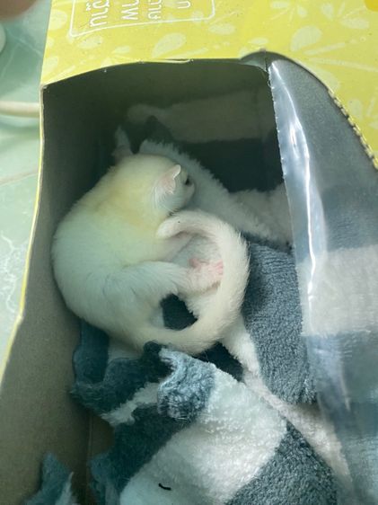 ชูก้า รูปที่ 6