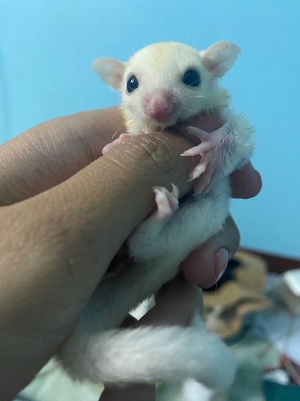 ชูก้า