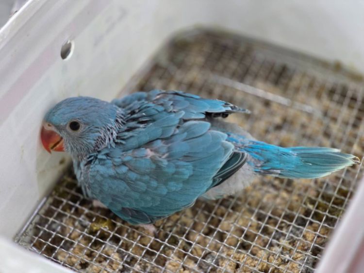 ลูกป้อนริงเน็ค ลูกป้อนนกแก้ว รูปที่ 5