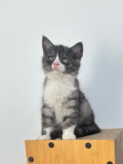 สก็อตติช รูปที่ 4