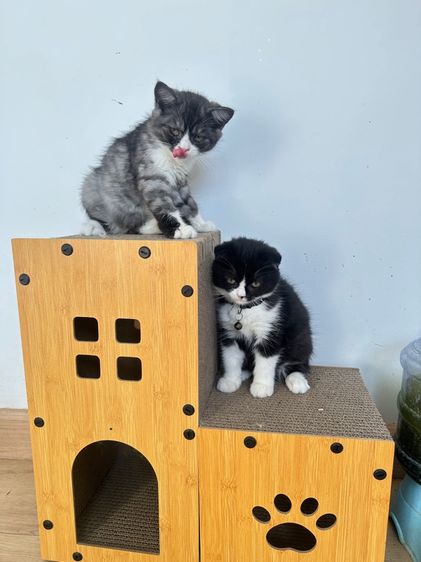 สก็อตติช รูปที่ 8