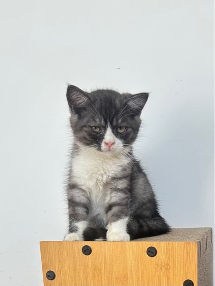 สก็อตติช รูปที่ 6