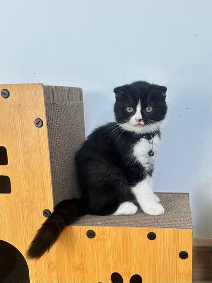 สก็อตติช โฟลด์ (Scottish Fold) สก็อตติช