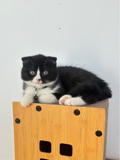 สก็อตติช รูปที่ 2