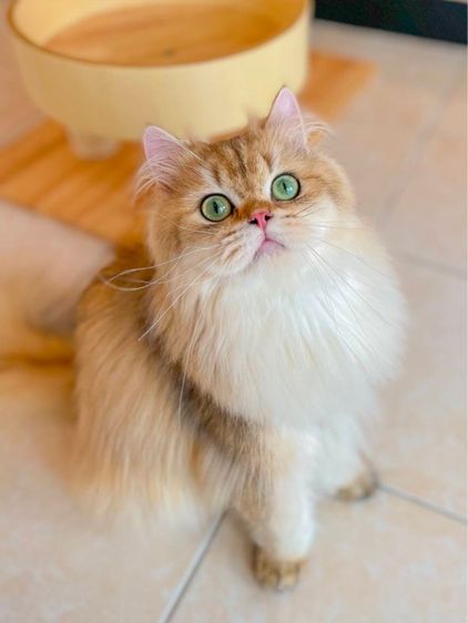 แมว บริติช ลองแฮร์ รูปที่ 3