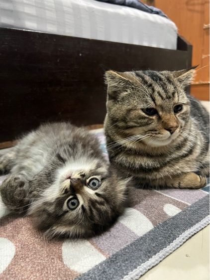 แมว สก็อตติช มันช์กิ้น เมนคูน รูปที่ 4