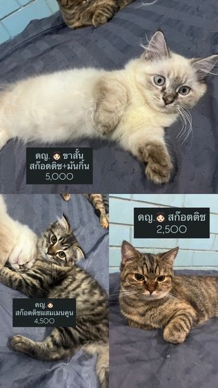 สก็อตติช โฟลด์ (Scottish Fold) แมว สก็อตติช มันช์กิ้น เมนคูน