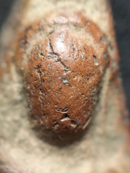 นางพญาเนื้อดินพิษณุโลกครับ รูปที่ 5