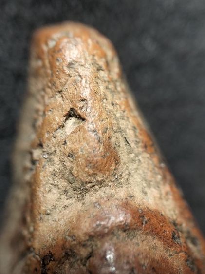 นางพญาเนื้อดินพิษณุโลกครับ รูปที่ 12