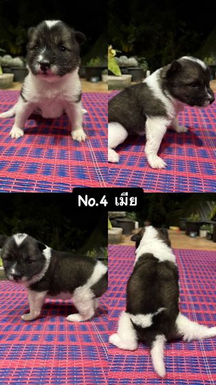 ประกาศขายน้องหมาบางแก้ว แบบทั้งแบ่งรายตัวและขายยกครอก น้องเป็นบางแก้วแท้สายพันธุ์ดี พ่อแม่มีใบเพ็ดค่ะ รูปที่ 2