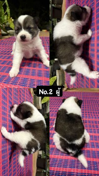 ประกาศขายน้องหมาบางแก้ว แบบทั้งแบ่งรายตัวและขายยกครอก น้องเป็นบางแก้วแท้สายพันธุ์ดี พ่อแม่มีใบเพ็ดค่ะ รูปที่ 4