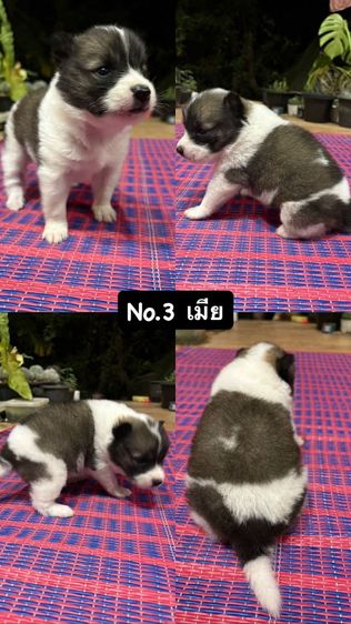 ประกาศขายน้องหมาบางแก้ว แบบทั้งแบ่งรายตัวและขายยกครอก น้องเป็นบางแก้วแท้สายพันธุ์ดี พ่อแม่มีใบเพ็ดค่ะ