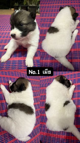 ประกาศขายน้องหมาบางแก้ว แบบทั้งแบ่งรายตัวและขายยกครอก น้องเป็นบางแก้วแท้สายพันธุ์ดี พ่อแม่มีใบเพ็ดค่ะ รูปที่ 3