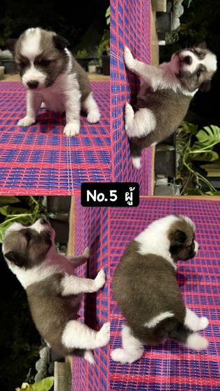 ประกาศขายน้องหมาบางแก้ว แบบทั้งแบ่งรายตัวและขายยกครอก น้องเป็นบางแก้วแท้สายพันธุ์ดี พ่อแม่มีใบเพ็ดค่ะ รูปที่ 5