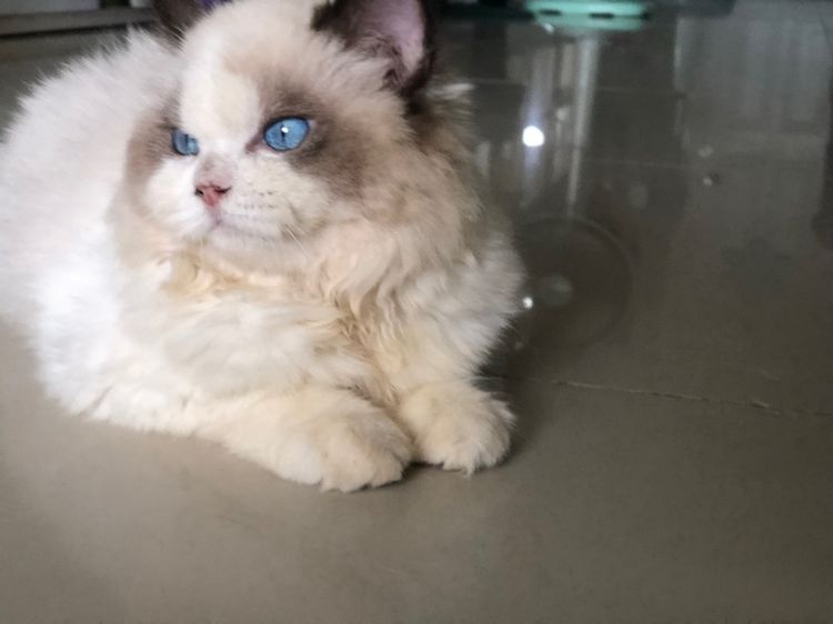 แร็กดอลเด็กชาย 3เดือนกว่าพร้อมย้าย รูปที่ 12