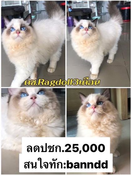 แร็กดอลเด็กชาย 3เดือนกว่าพร้อมย้าย