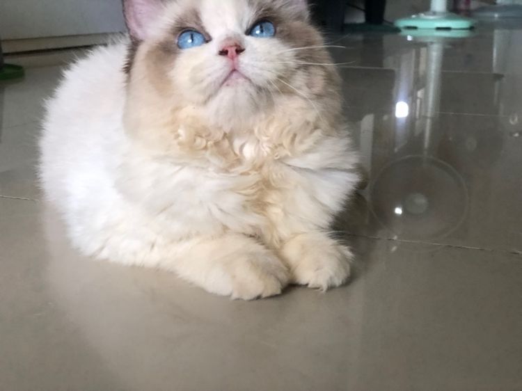 แร็กดอลเด็กชาย 3เดือนกว่าพร้อมย้าย รูปที่ 11