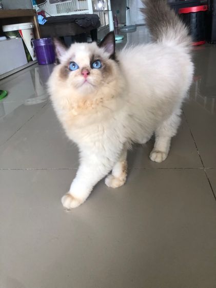 แร็กดอลเด็กชาย 3เดือนกว่าพร้อมย้าย รูปที่ 5