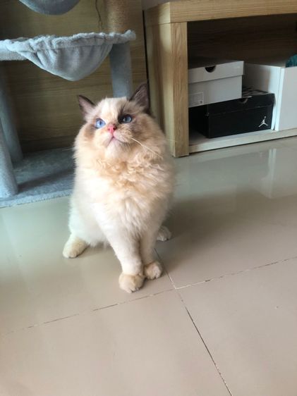 แร็กดอลเด็กชาย 3เดือนกว่าพร้อมย้าย รูปที่ 9