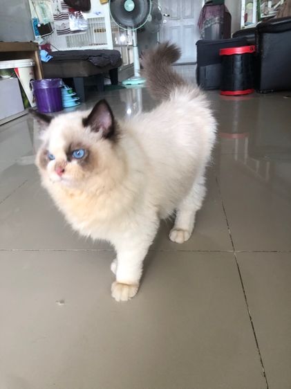 แร็กดอลเด็กชาย 3เดือนกว่าพร้อมย้าย รูปที่ 8