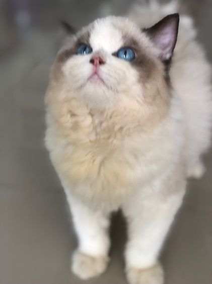 แร็กดอลเด็กชาย 3เดือนกว่าพร้อมย้าย รูปที่ 10