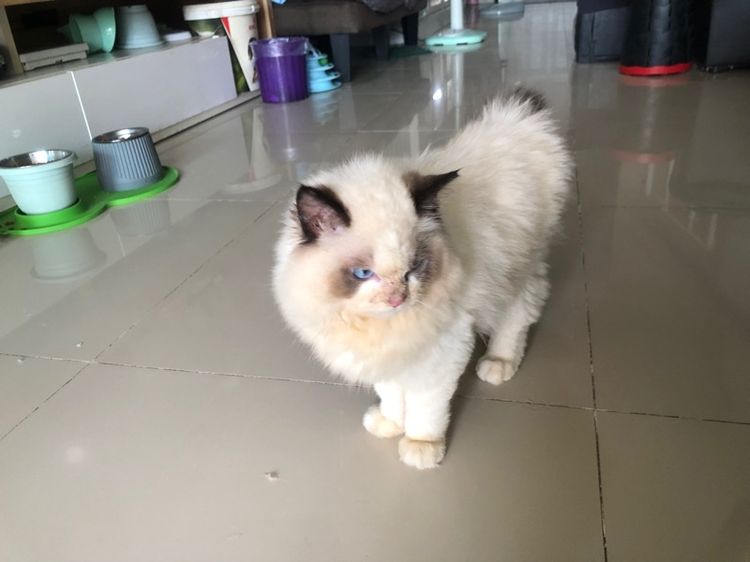 แร็กดอลเด็กชาย 3เดือนกว่าพร้อมย้าย รูปที่ 4