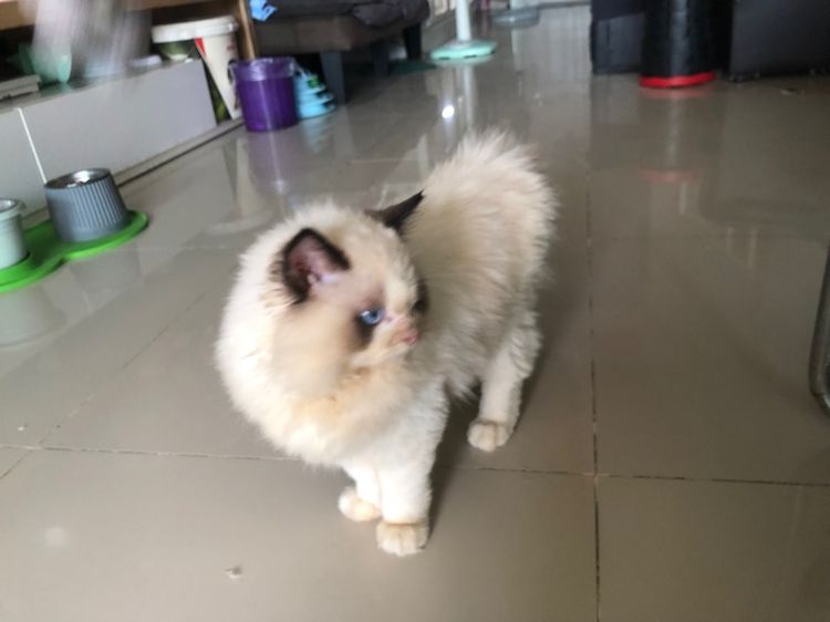 แร็กดอลเด็กชาย 3เดือนกว่าพร้อมย้าย รูปที่ 7