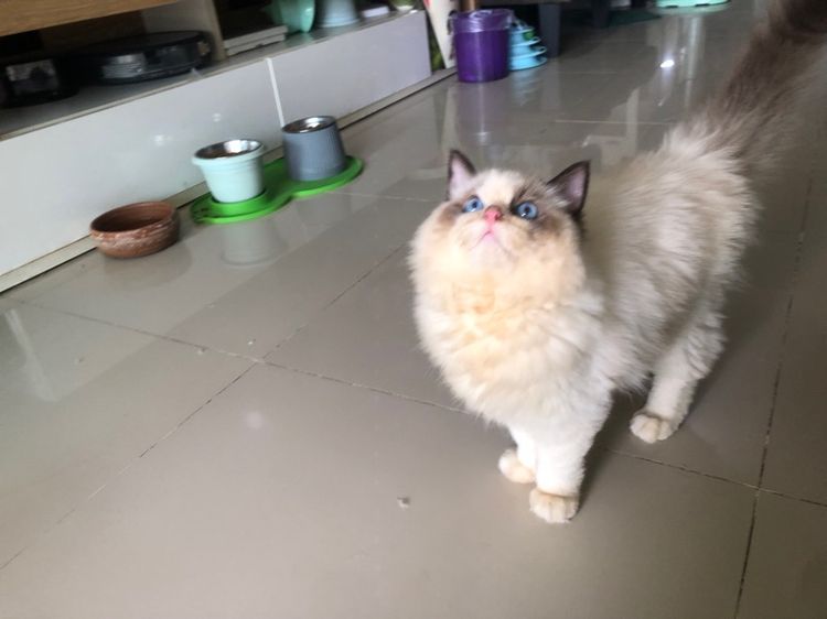 แร็กดอลเด็กชาย 3เดือนกว่าพร้อมย้าย รูปที่ 3