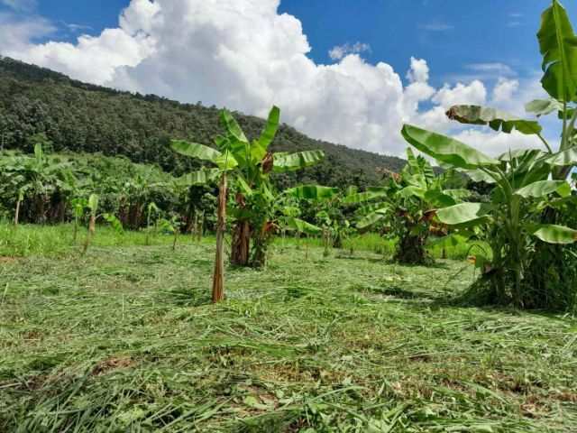 ขายที่สวนติดน้ำ